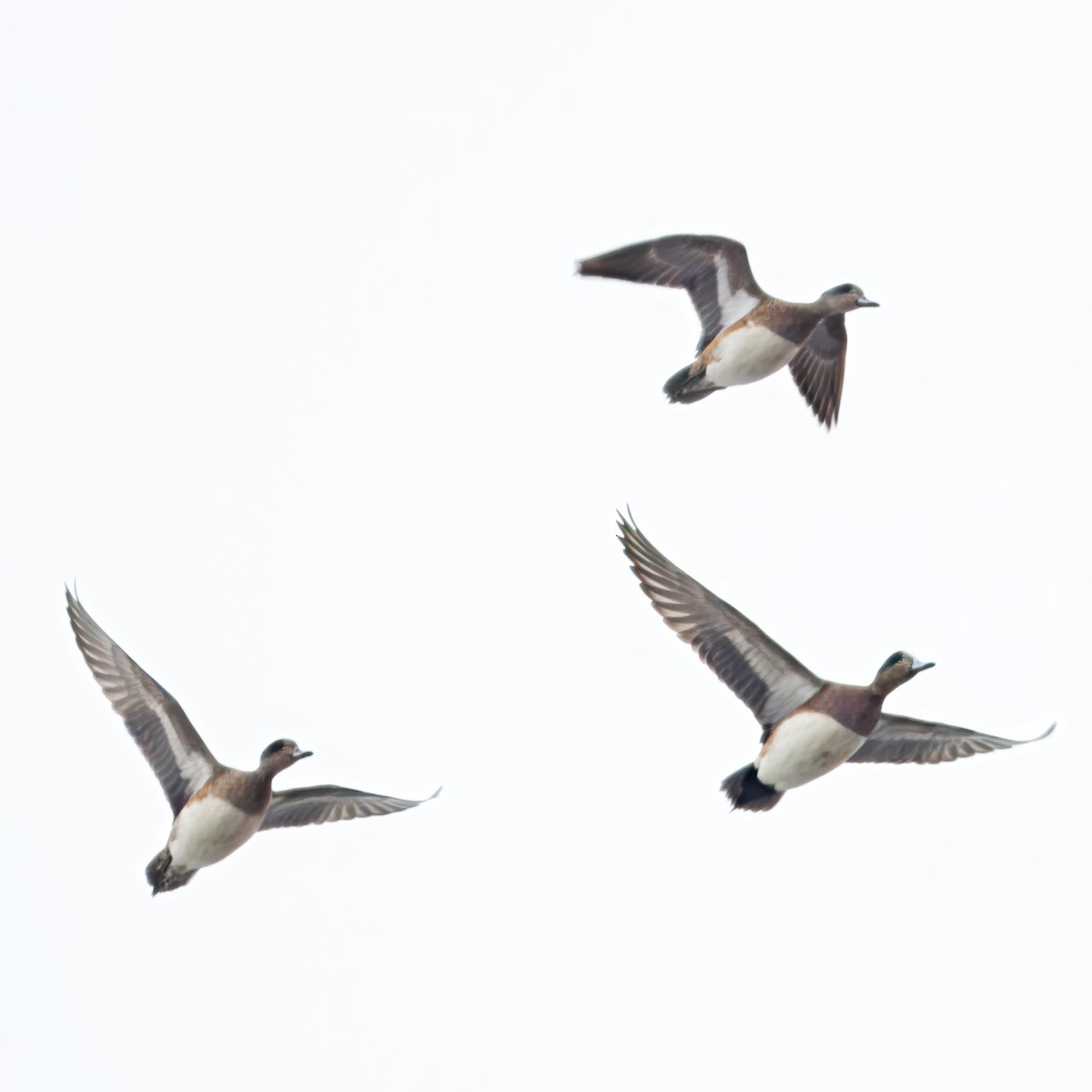 American Wigeon - ML642986921