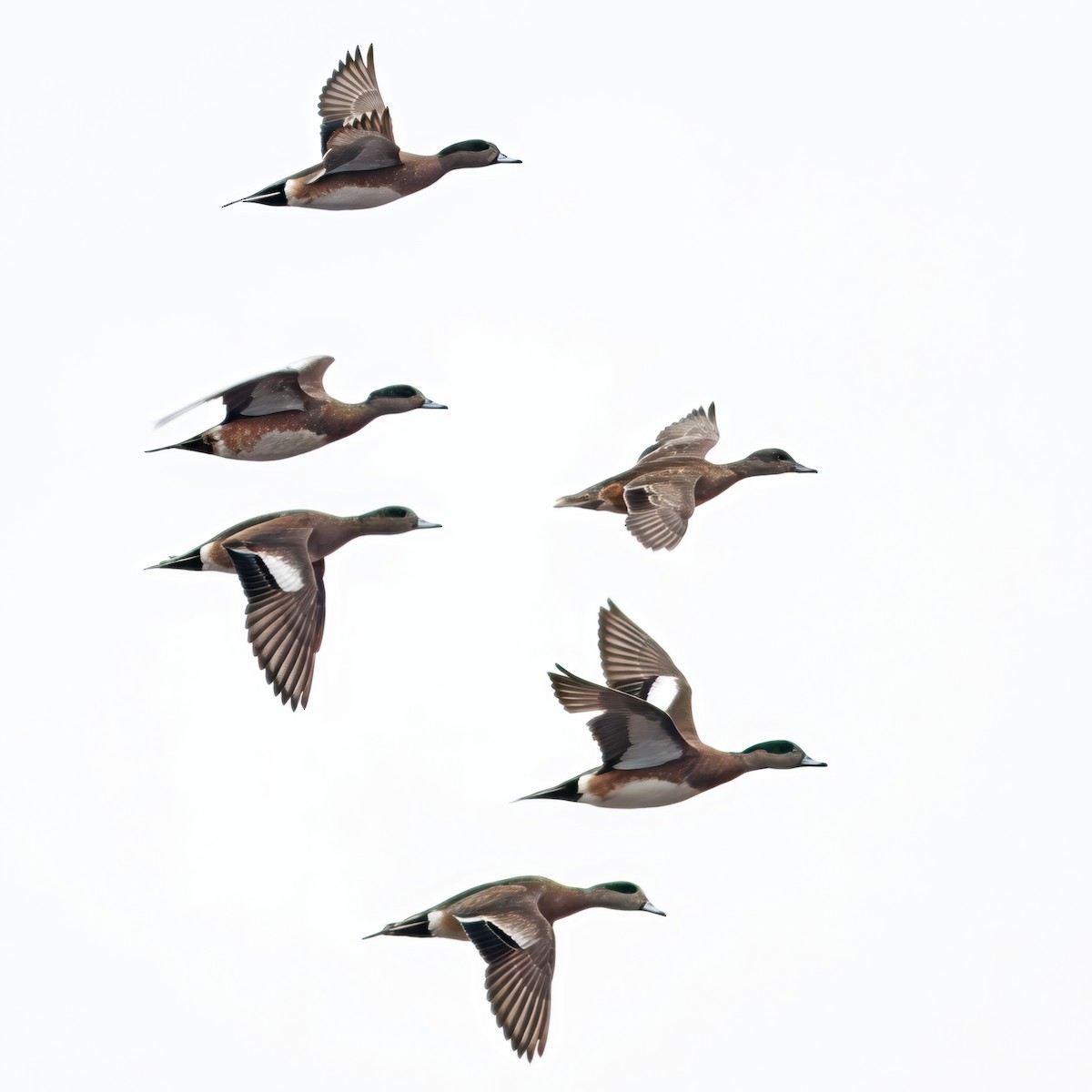 American Wigeon - ML642986922