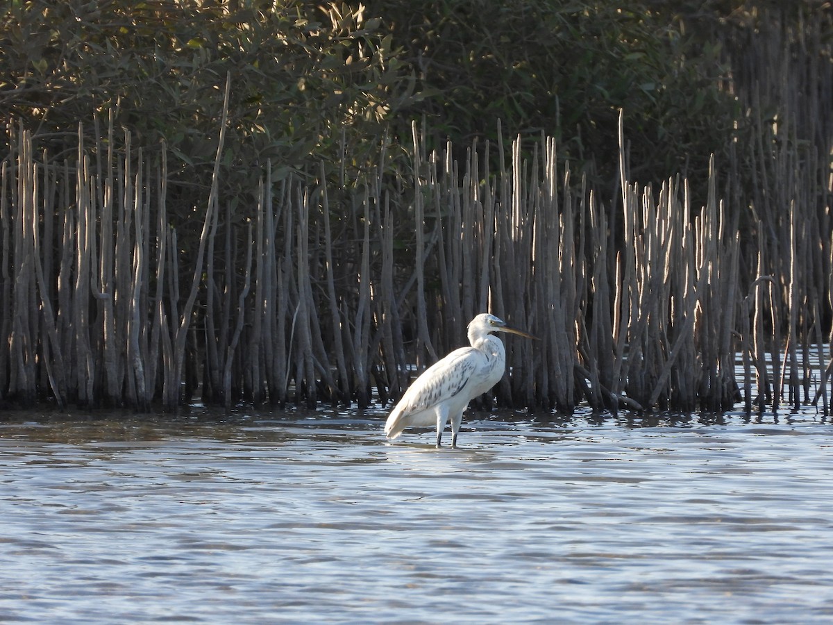 Western Reef-Heron - ML642986924