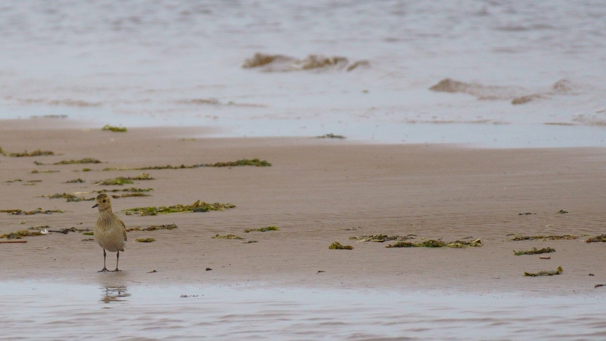 European Golden-Plover - ML642986927