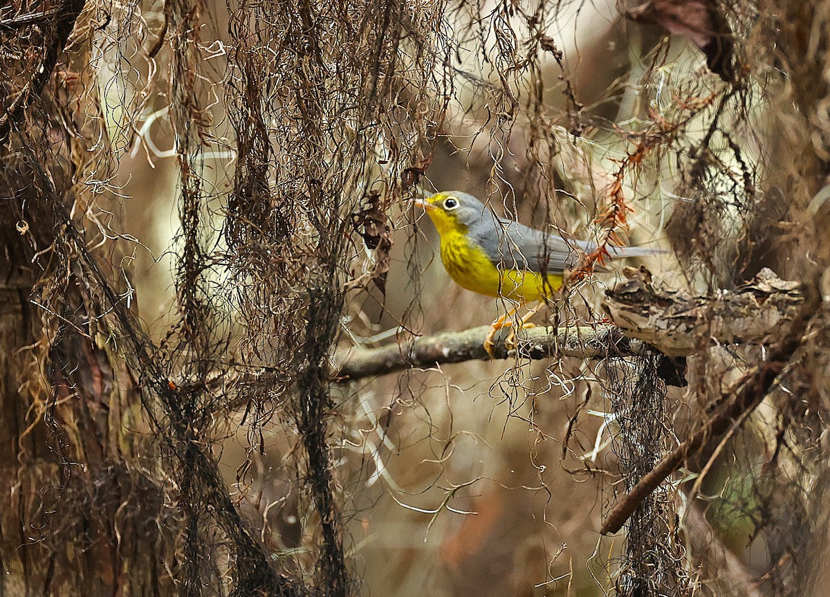 Canada Warbler - ML642986931