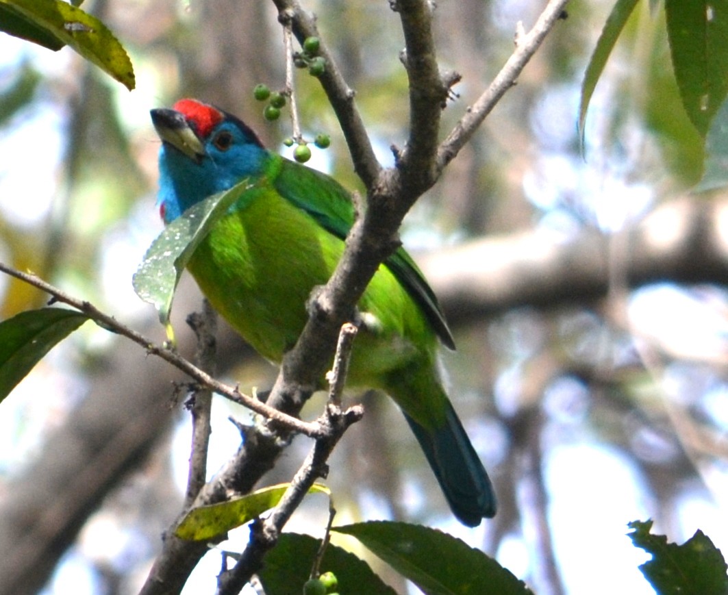 Blauwangen-Bartvogel - ML642986944
