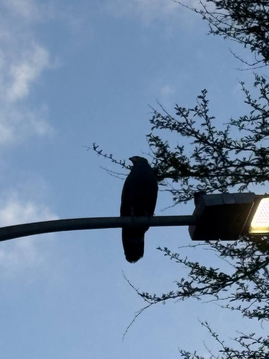 African Harrier-Hawk - ML642986947
