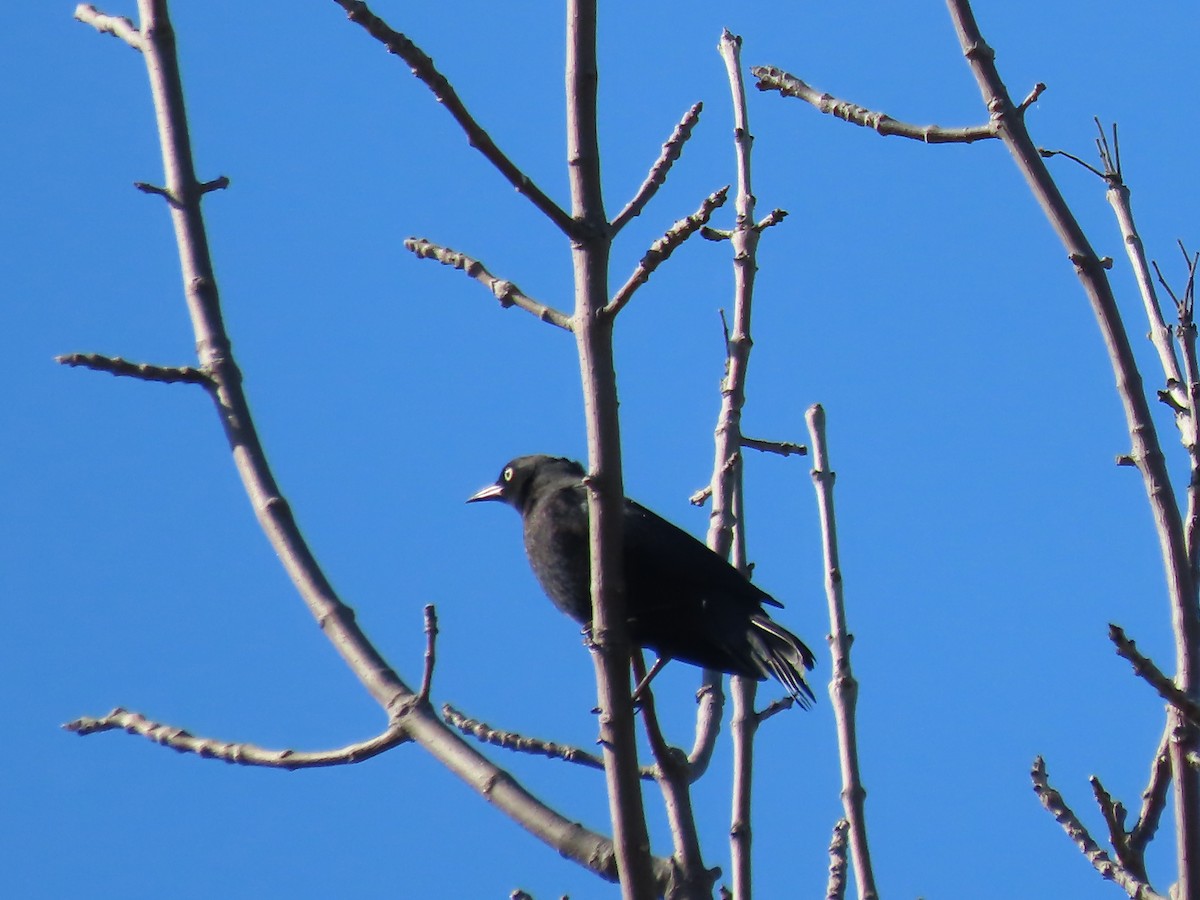 Rusty Blackbird - ML642986958