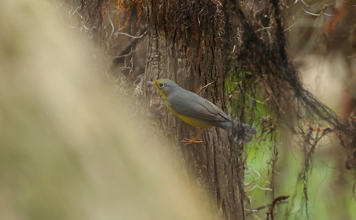 Canada Warbler - ML642986959