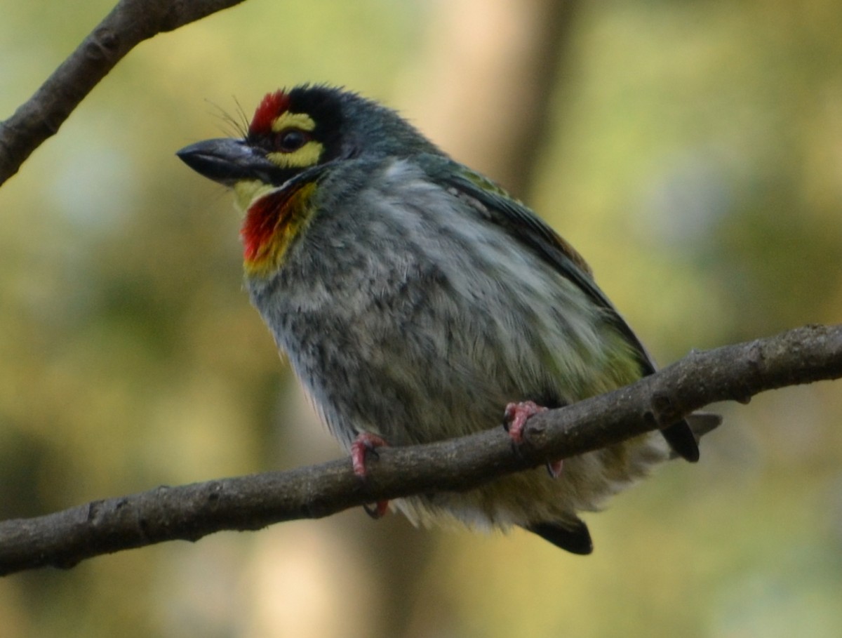 Kupferschmied-Bartvogel - ML642986962