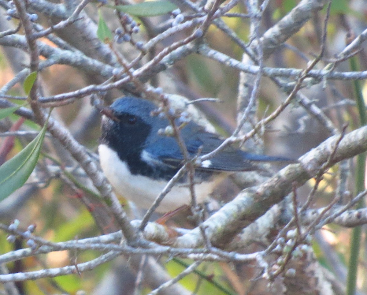 Black-throated Blue Warbler - ML642986964