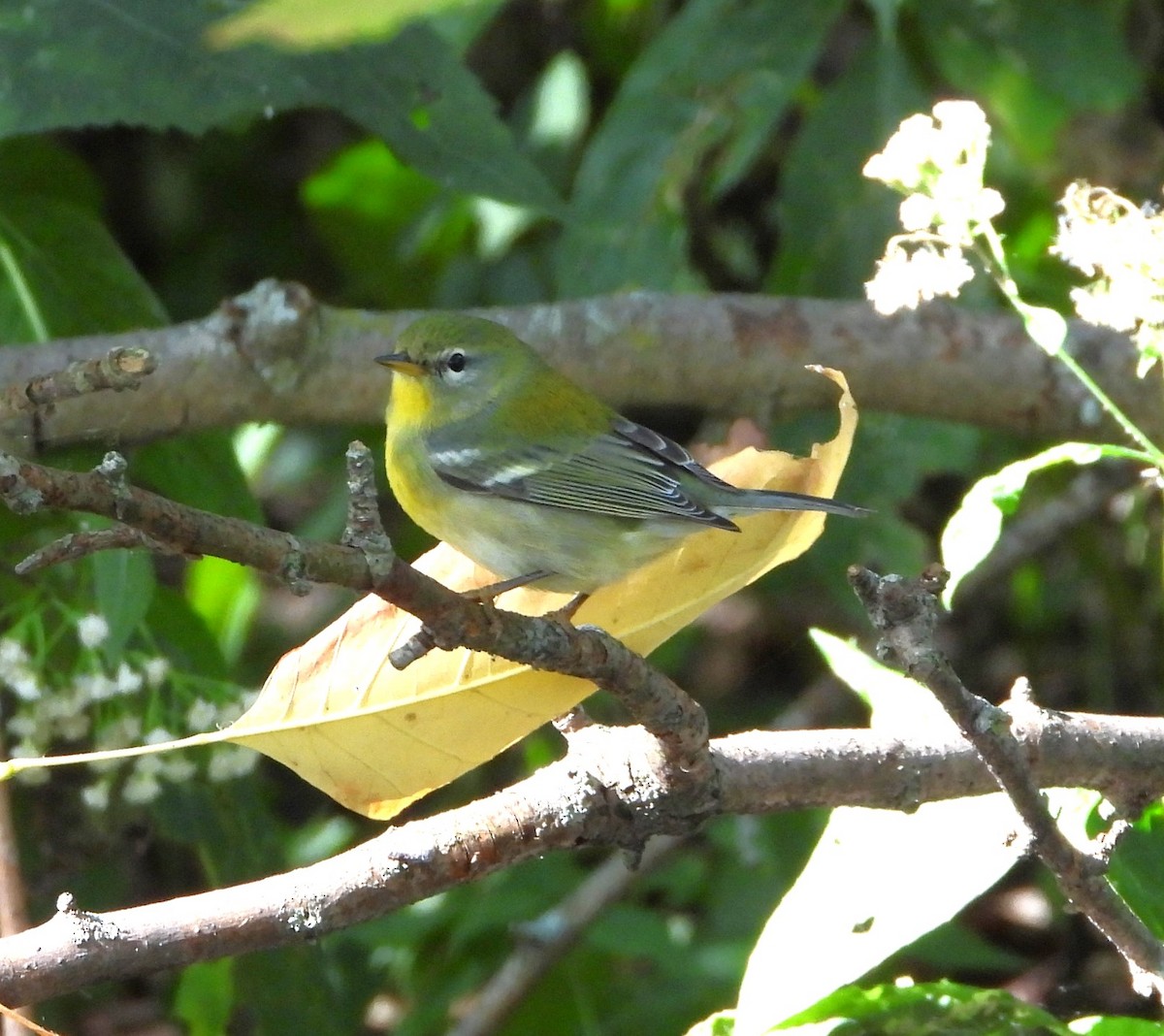 Northern Parula - ML642986965