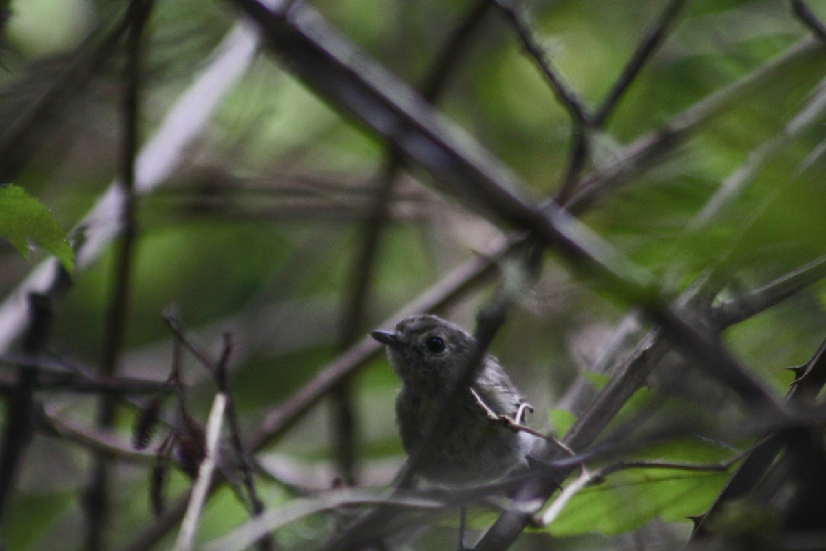 Hutton's Vireo - ML642986966