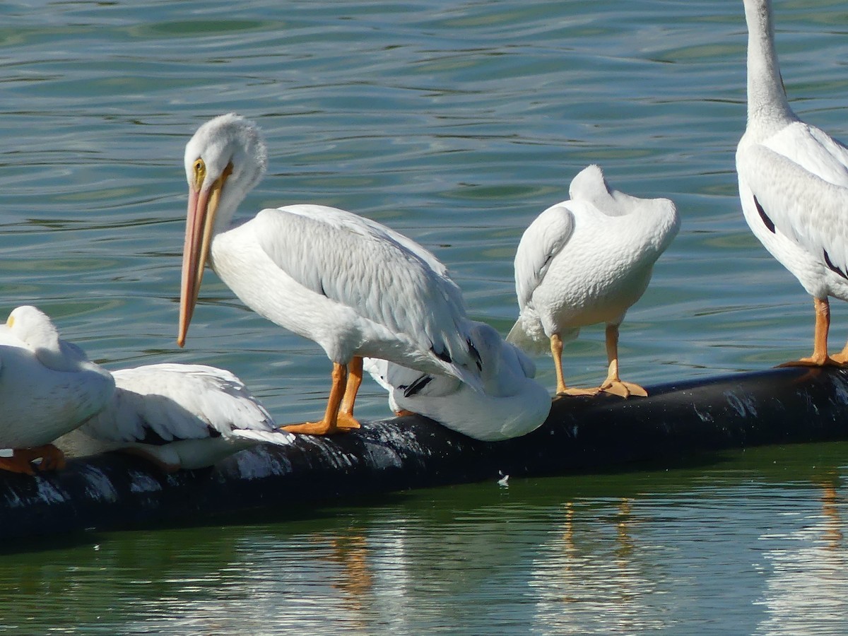 American White Pelican - ML642986971