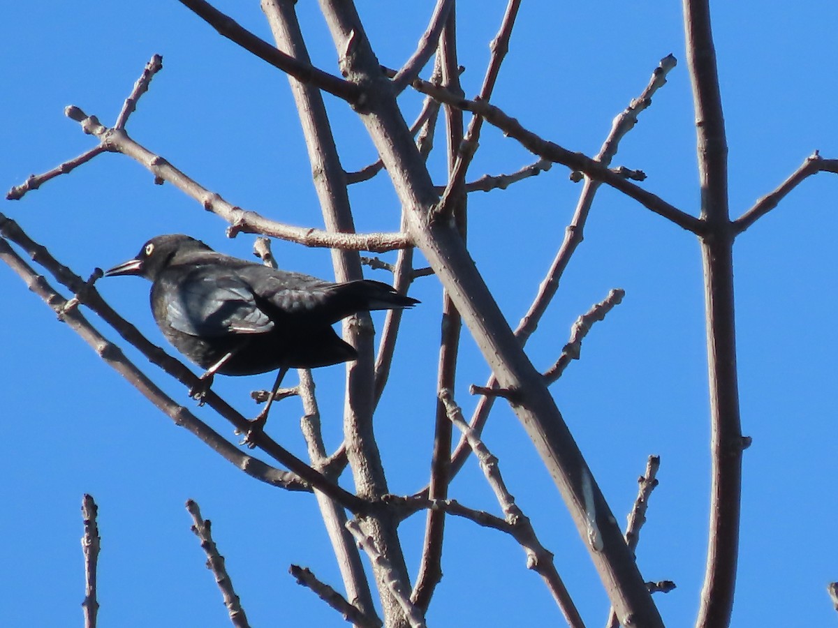 Rusty Blackbird - ML642986972