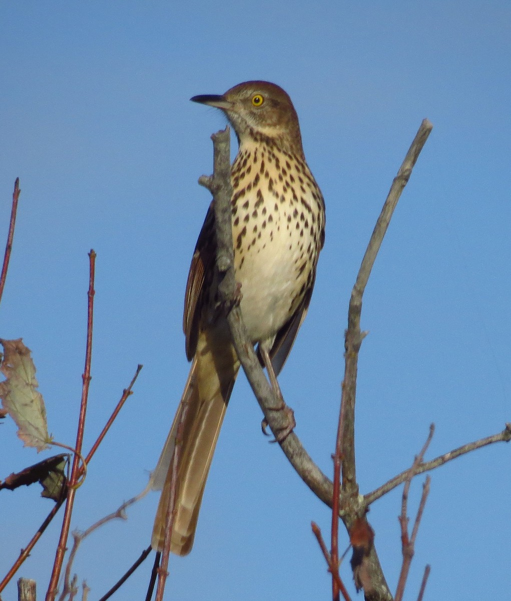 Brown Thrasher - ML642986978