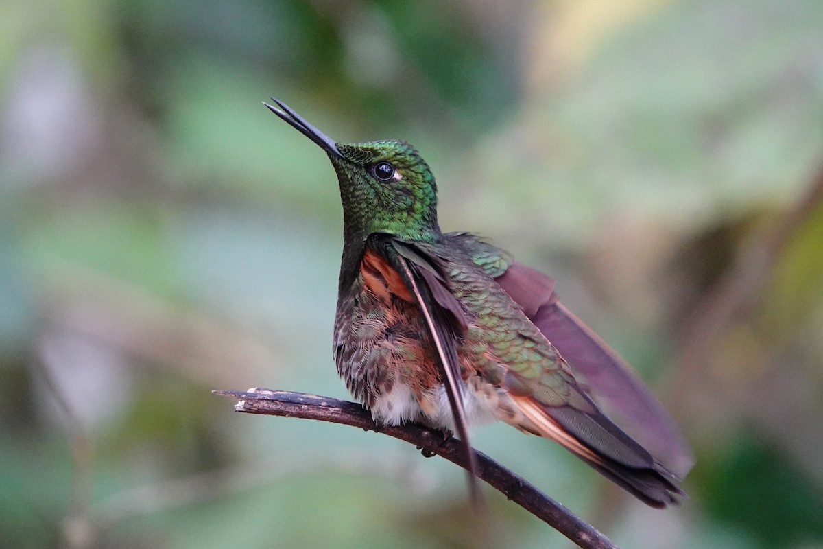 Buff-tailed Coronet - ML642987001