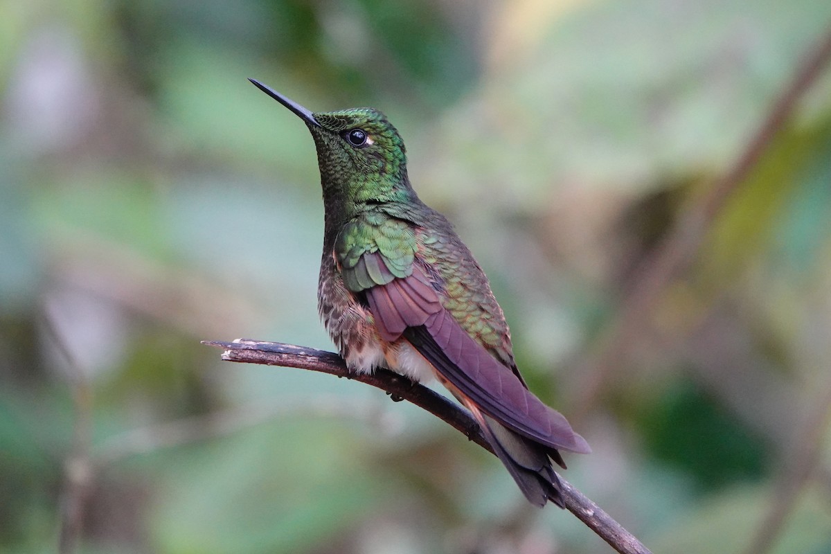 Buff-tailed Coronet - ML642987003
