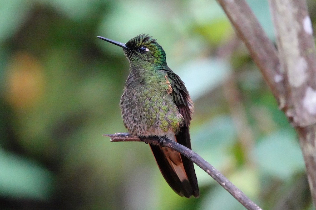 Buff-tailed Coronet - ML642987004