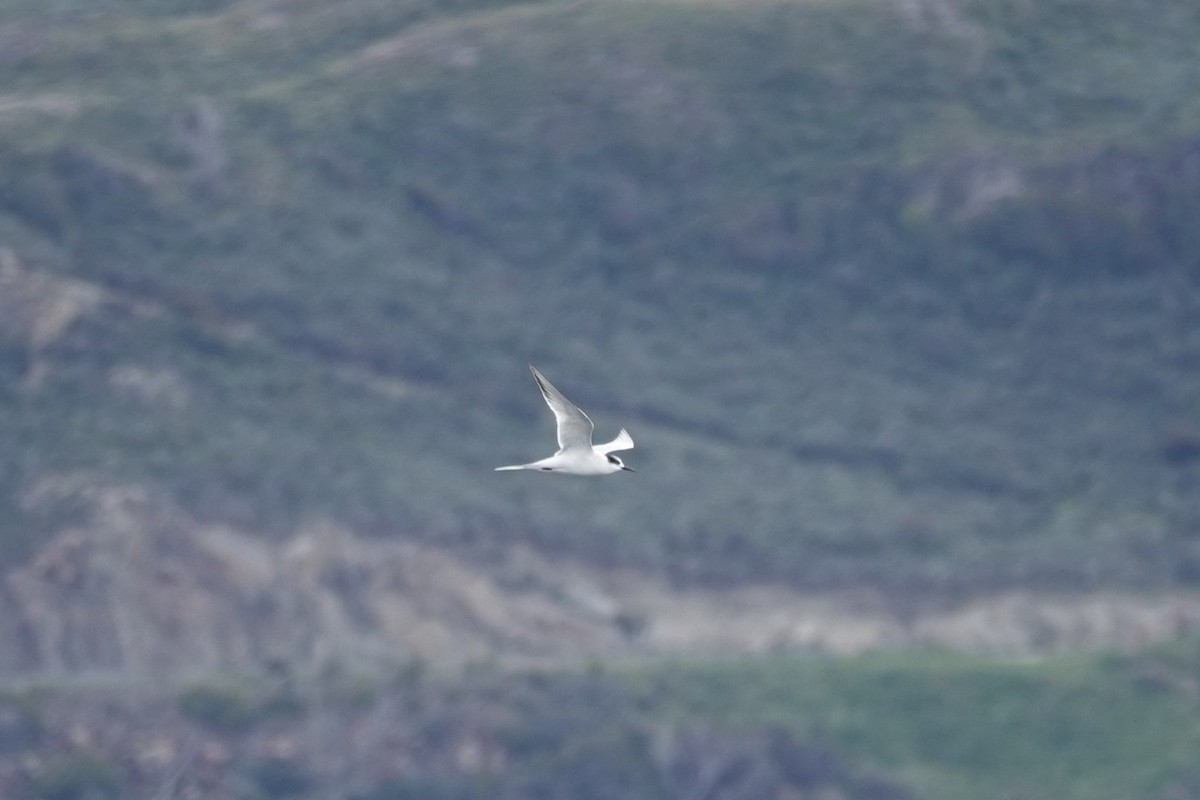 South American Tern - ML642987008
