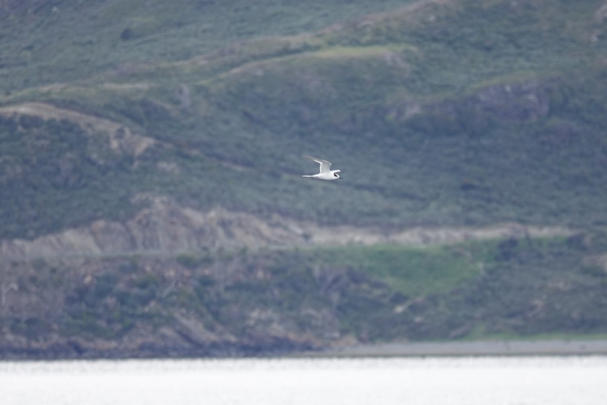South American Tern - ML642987009