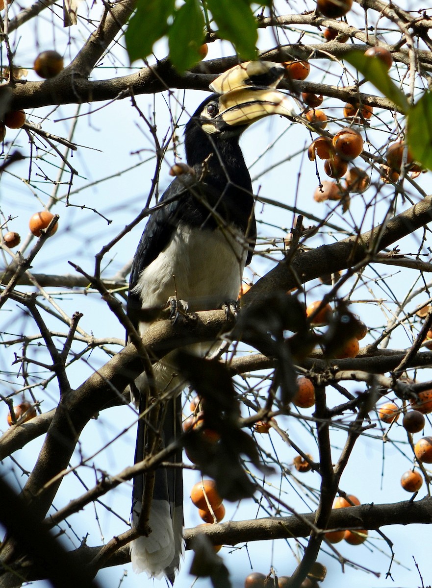 Orienthornvogel - ML642987012