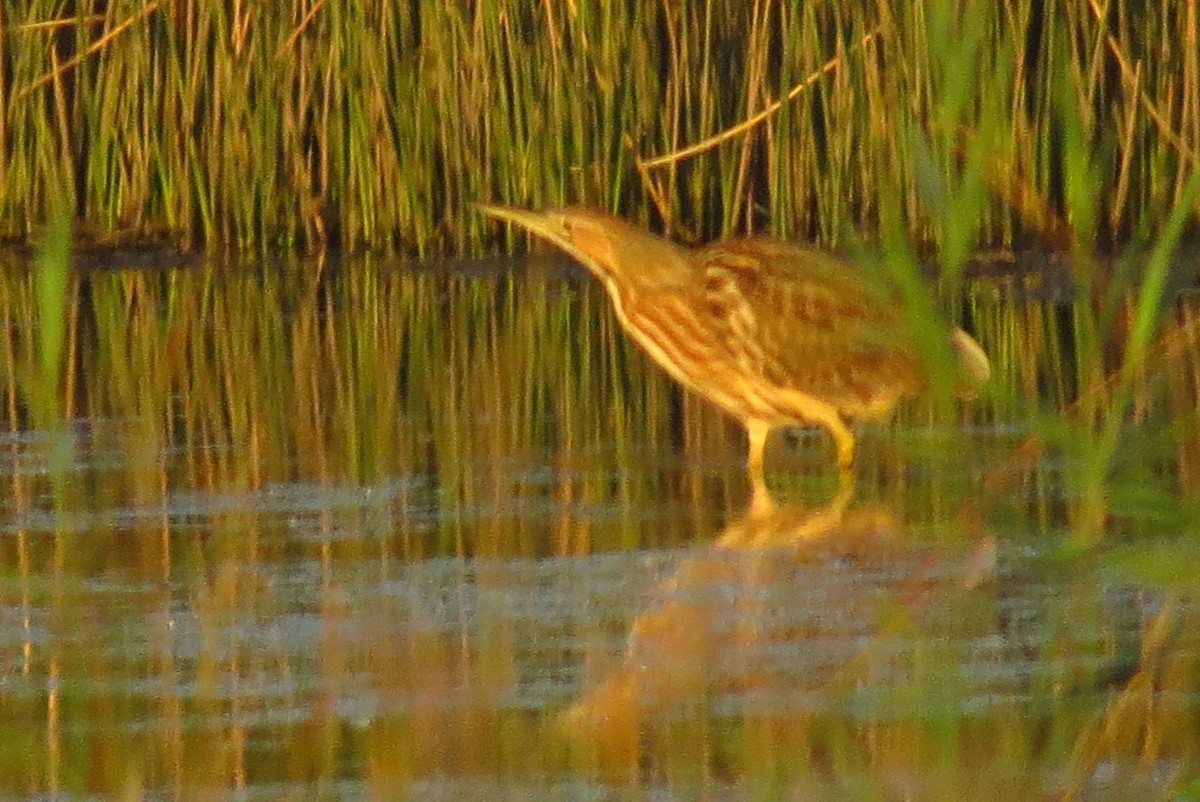 American Bittern - ML642987018