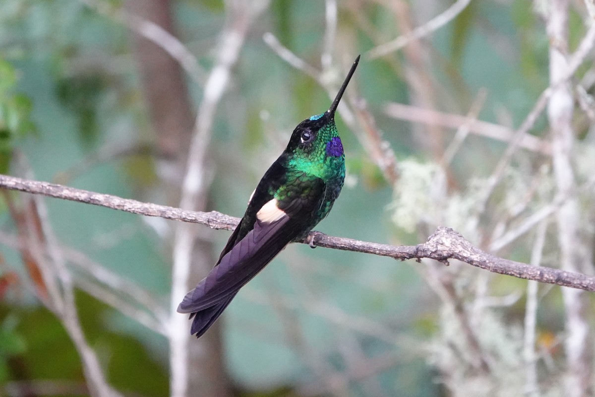 Buff-winged Starfrontlet - ML642987019