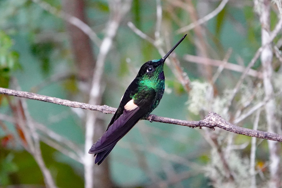 Buff-winged Starfrontlet - ML642987020