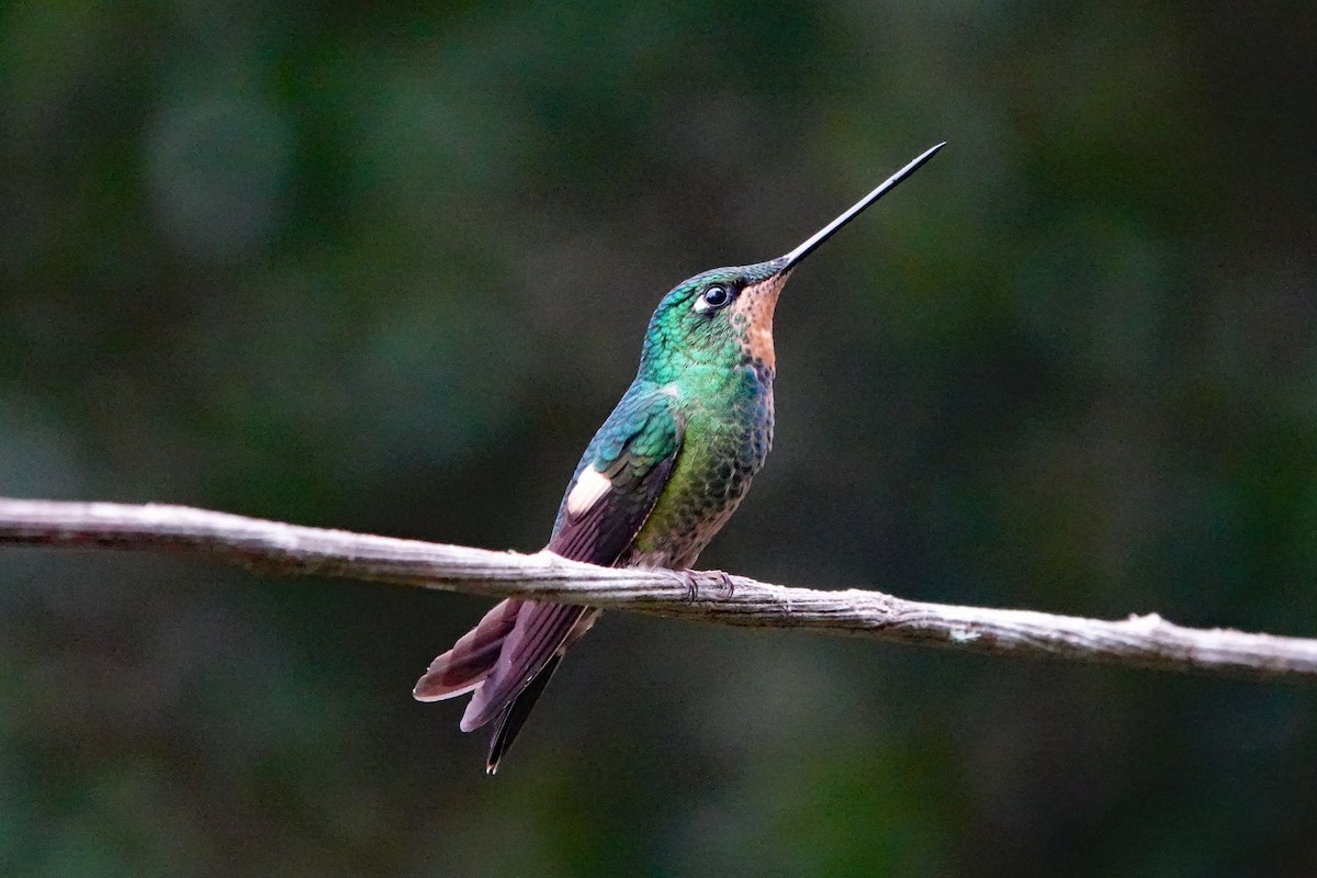 Buff-winged Starfrontlet - ML642987021