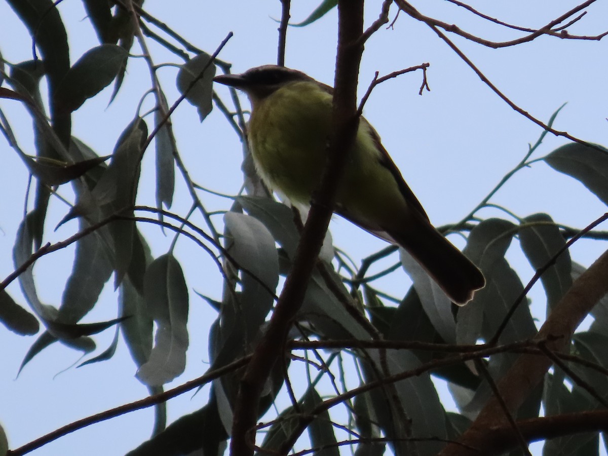 Golden-bellied Flycatcher - ML642987024