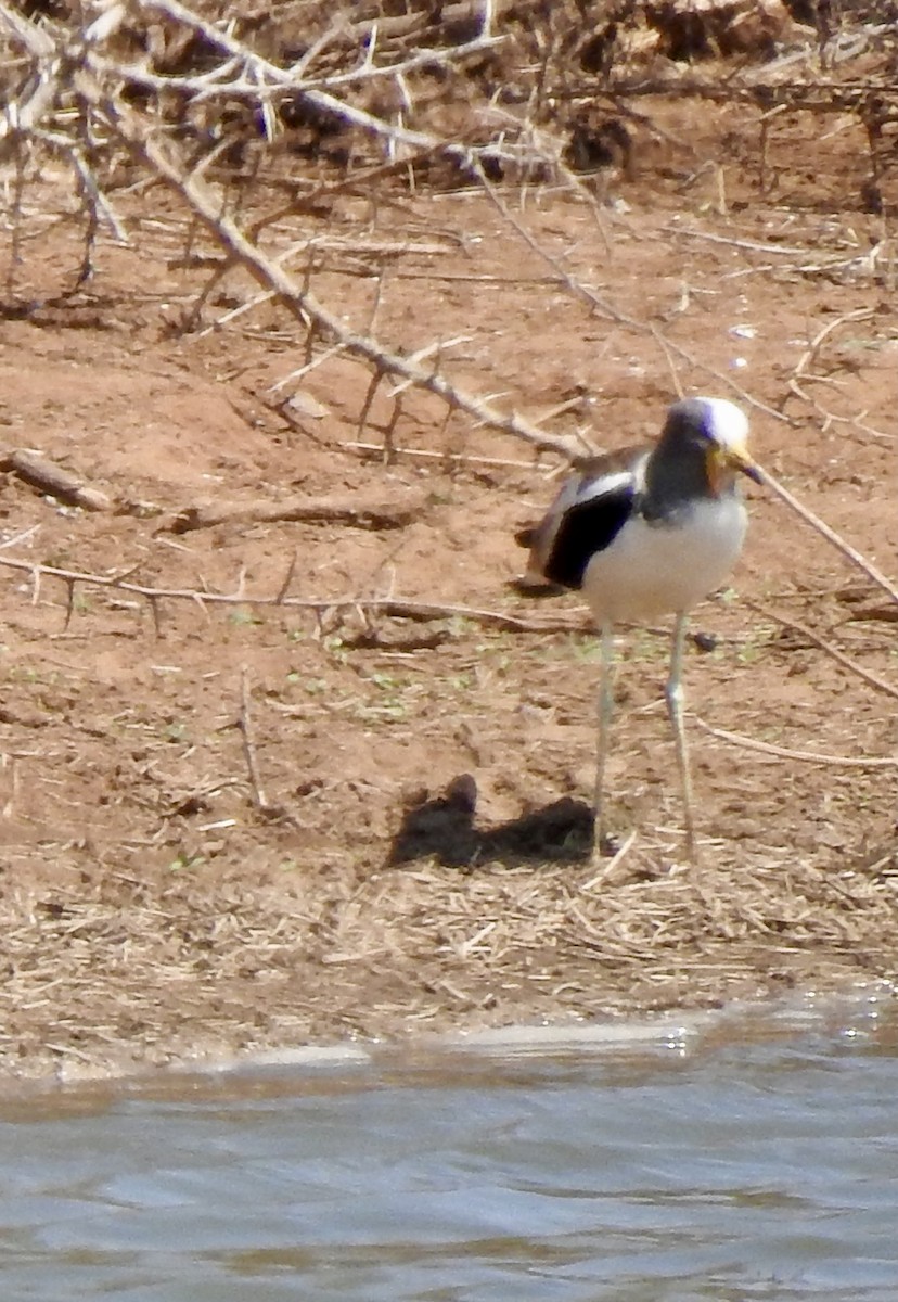 White-crowned Lapwing - ML642987026