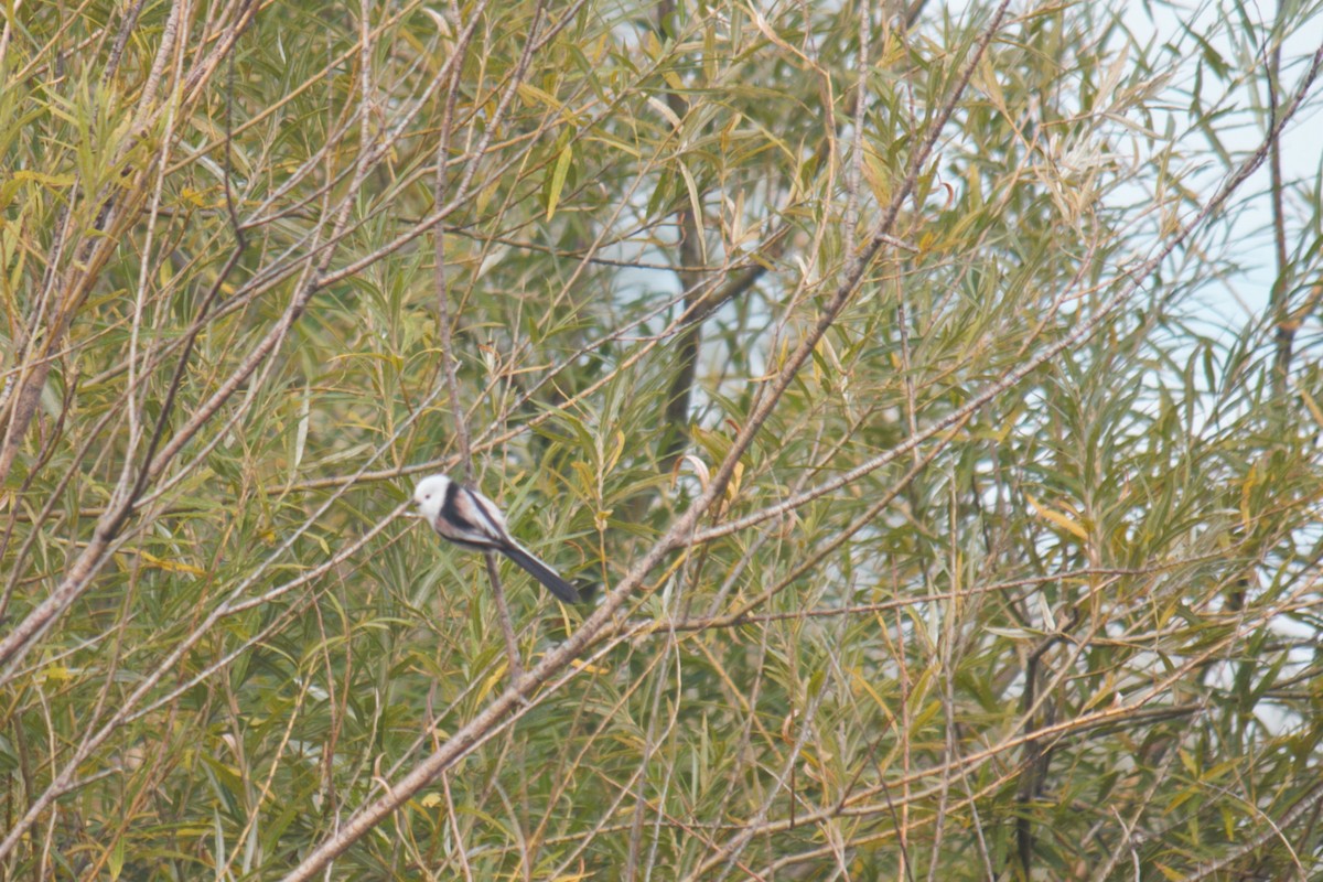 Long-tailed Tit - Vera Berezovich
