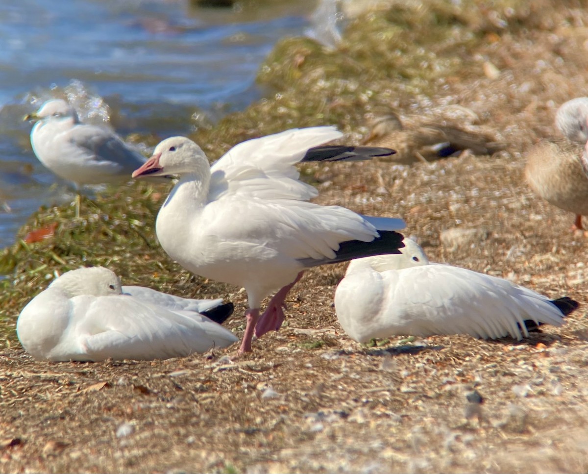 Snow Goose - ML642987047