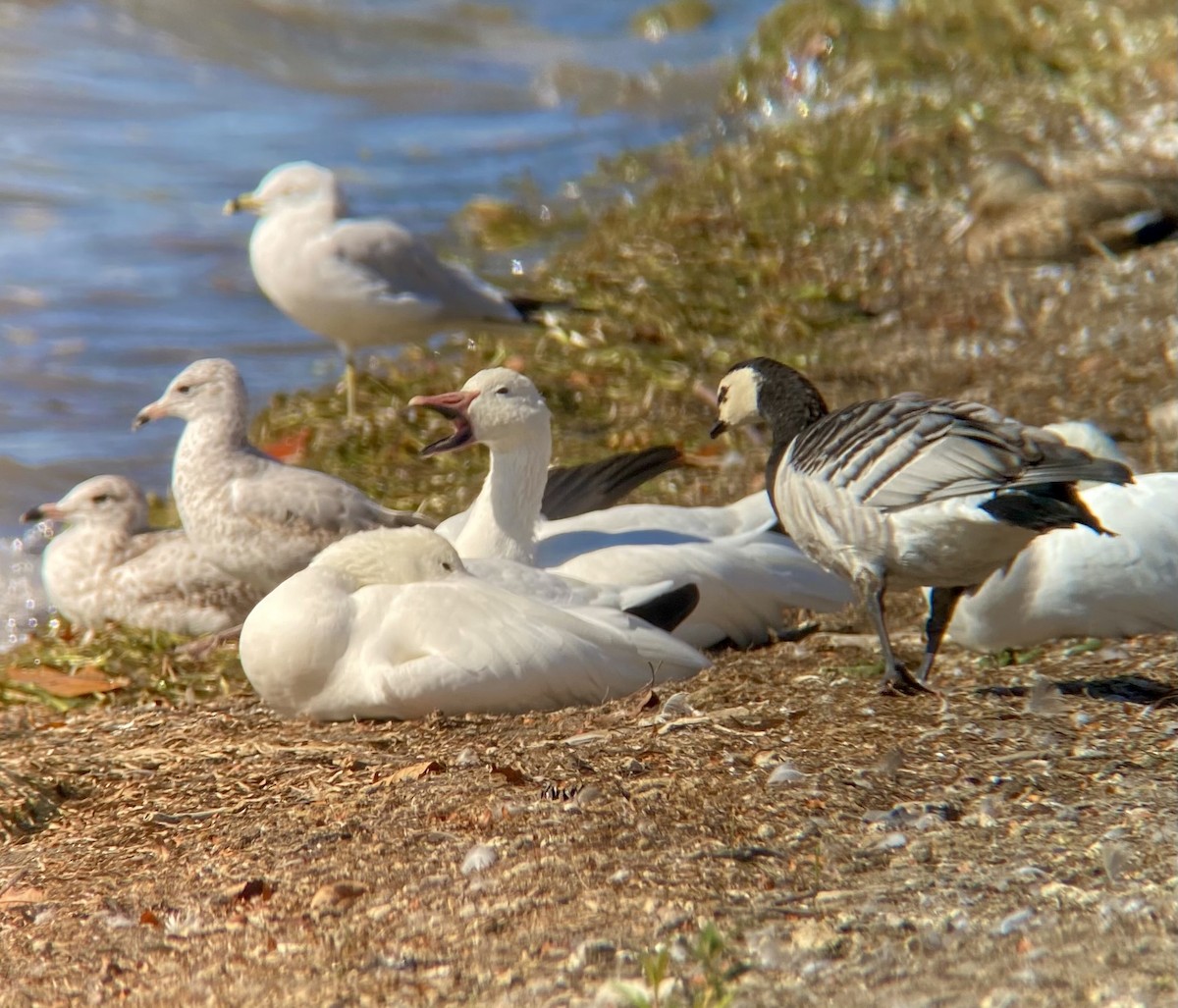 Snow Goose - ML642987048
