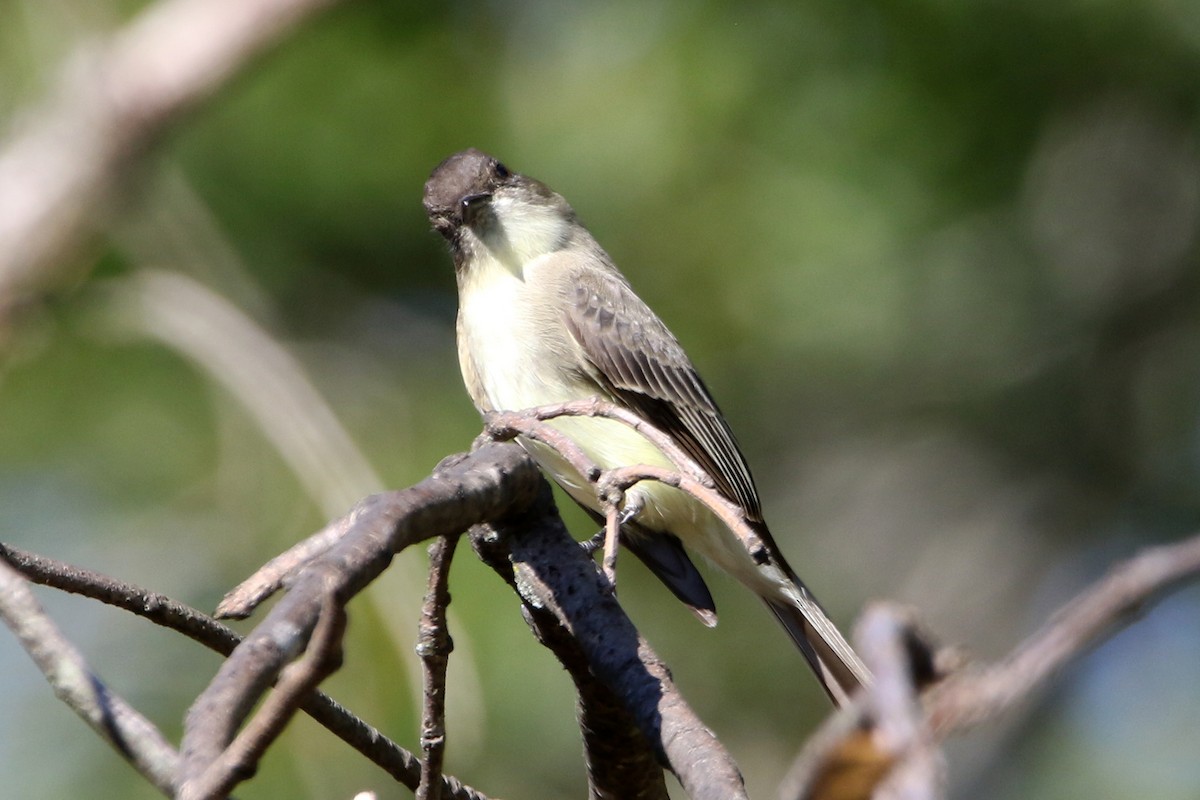 Eastern Phoebe - ML642987049