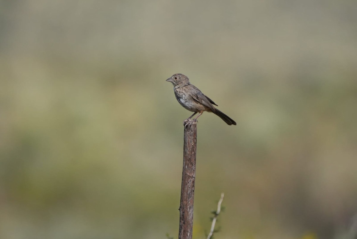 Canyon Towhee - ML642987050