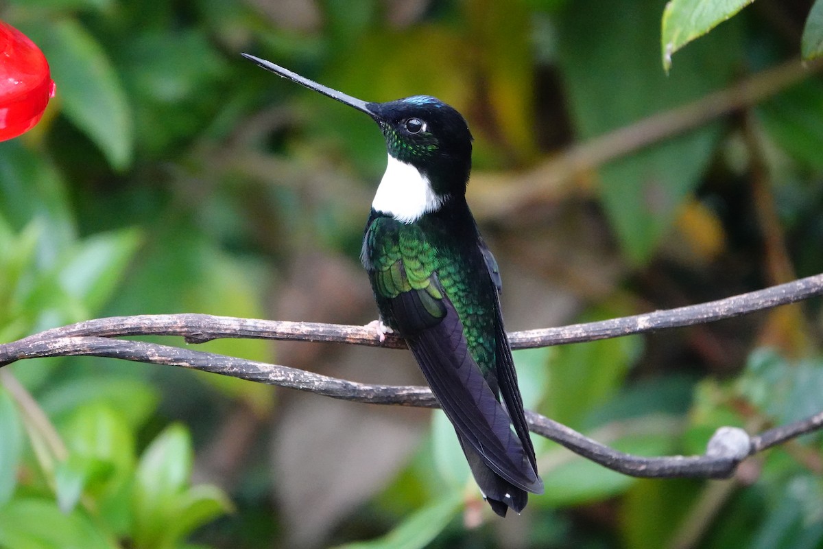 Collared Inca - ML642987053