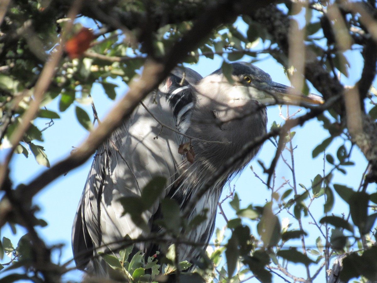 Great Blue Heron - ML642987054