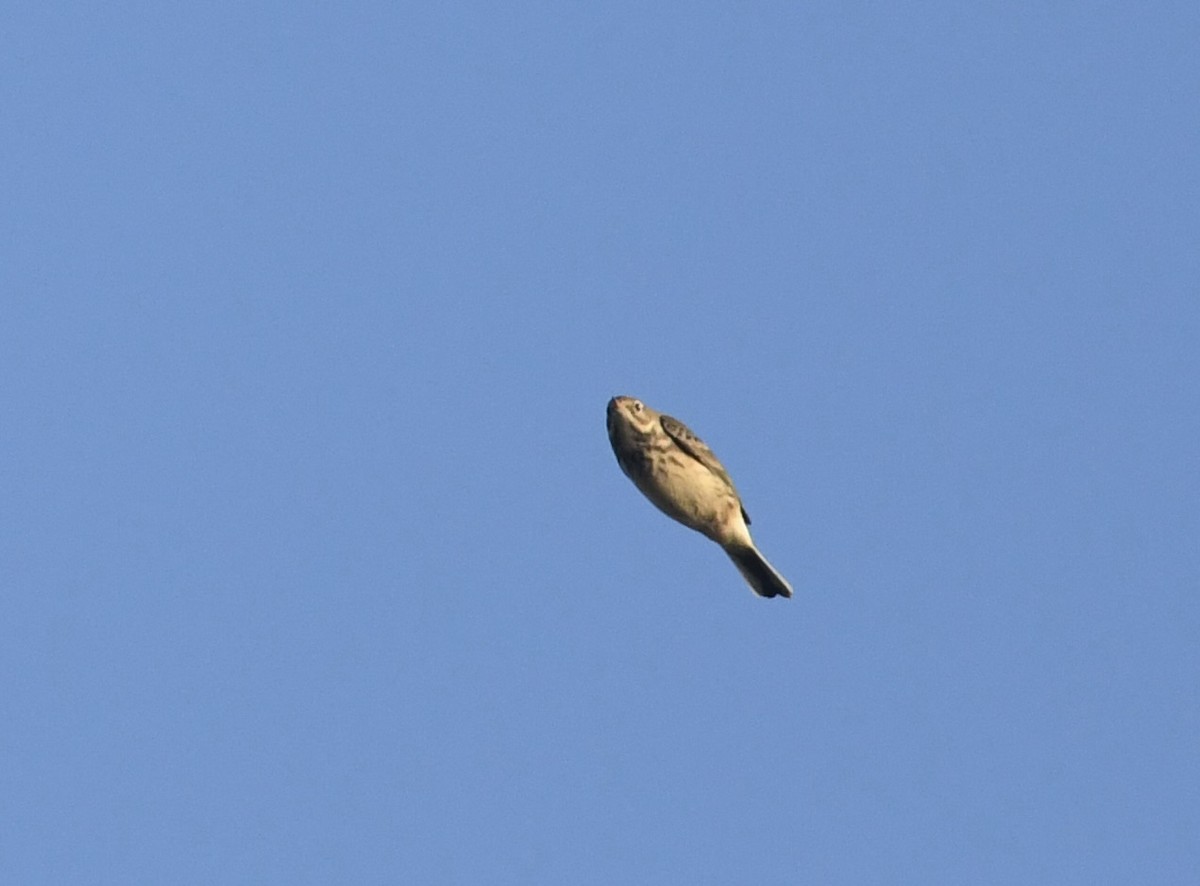 American Pipit - ML642987056