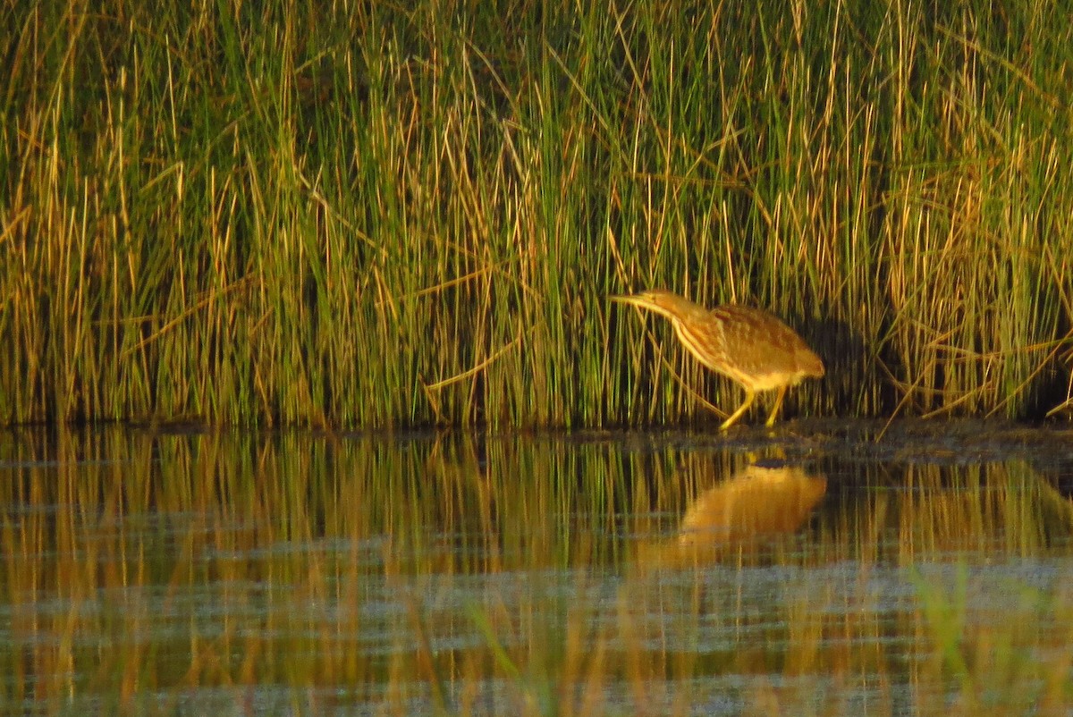 American Bittern - ML642987057