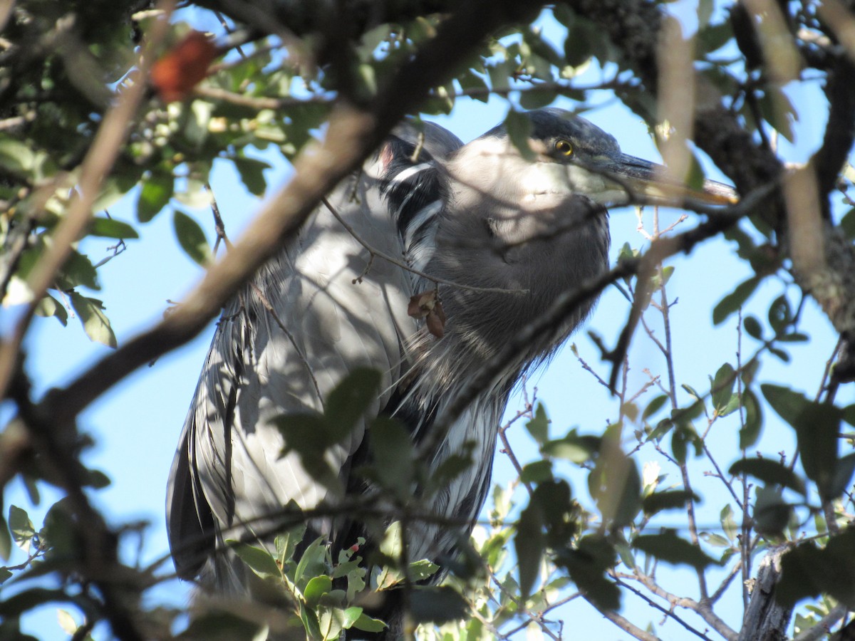 Great Blue Heron - ML642987058