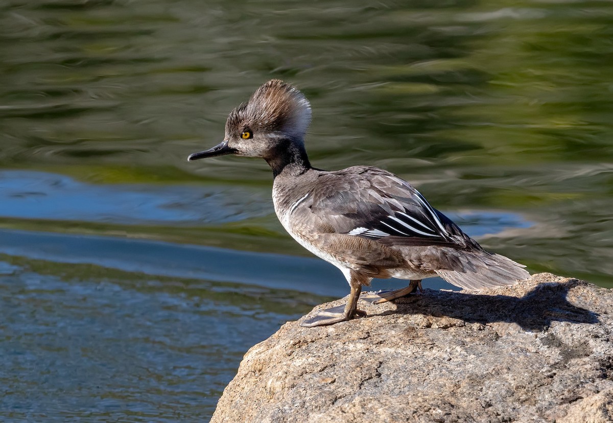 Hooded Merganser - ML642987059