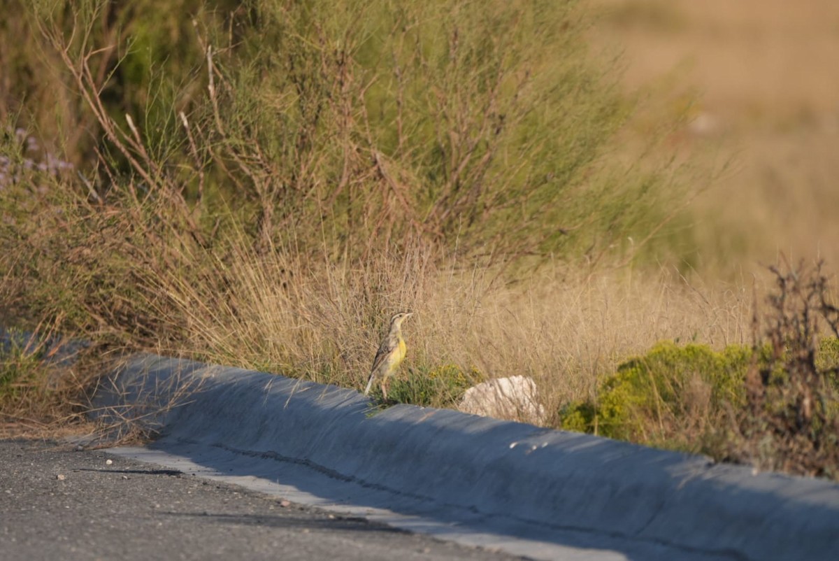 Western Meadowlark - ML642987060