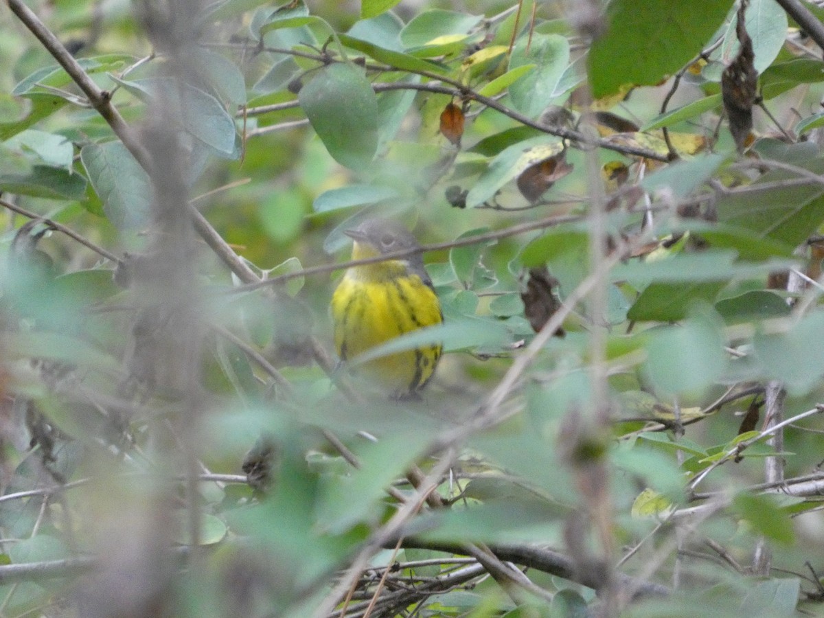Magnolia Warbler - ML642987061