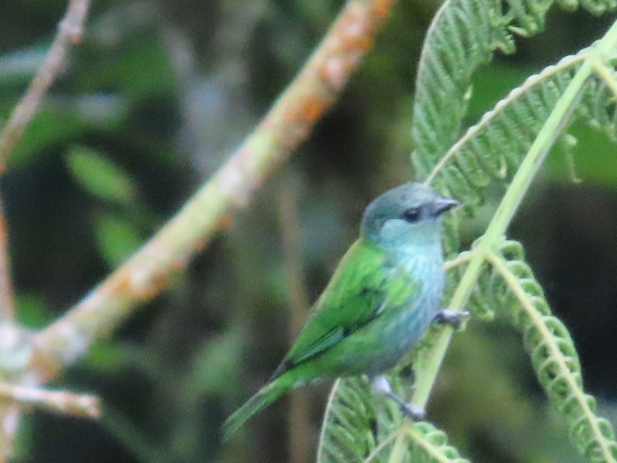 Black-capped Tanager - ML642987063
