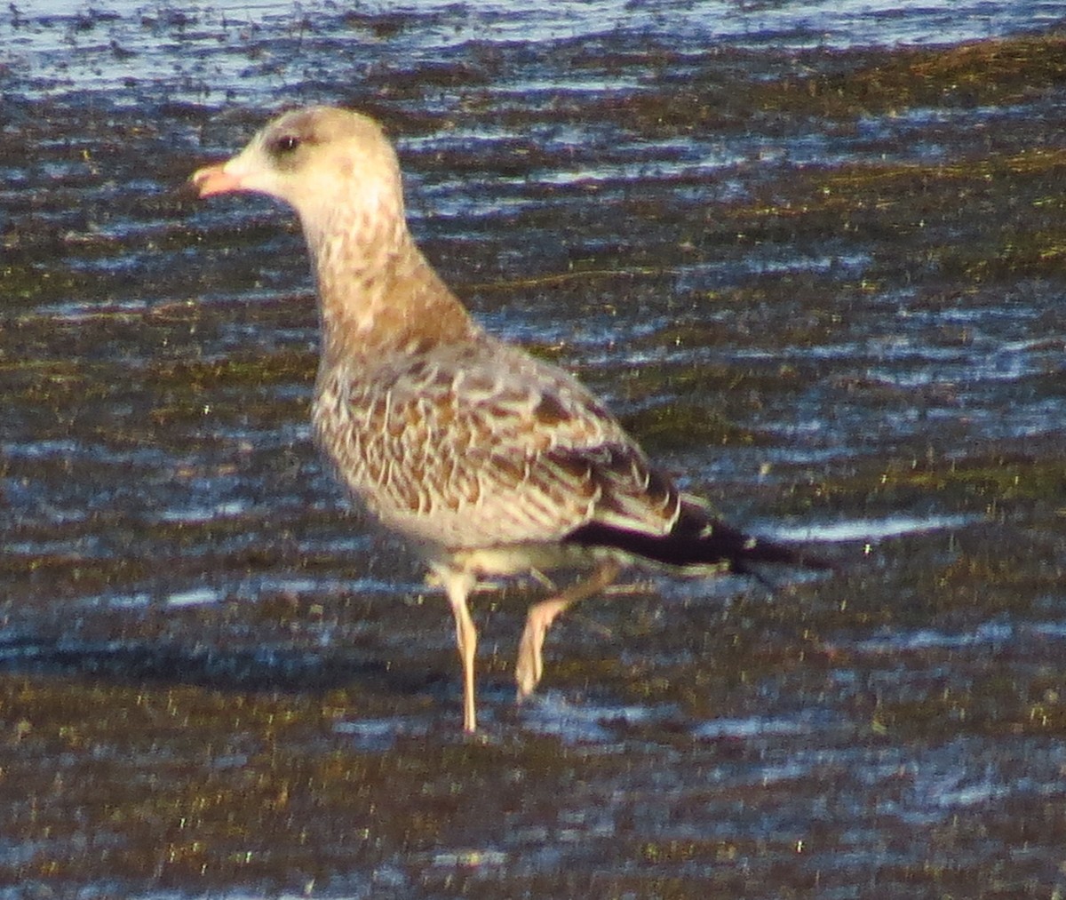 Ring-billed Gull - ML642987064