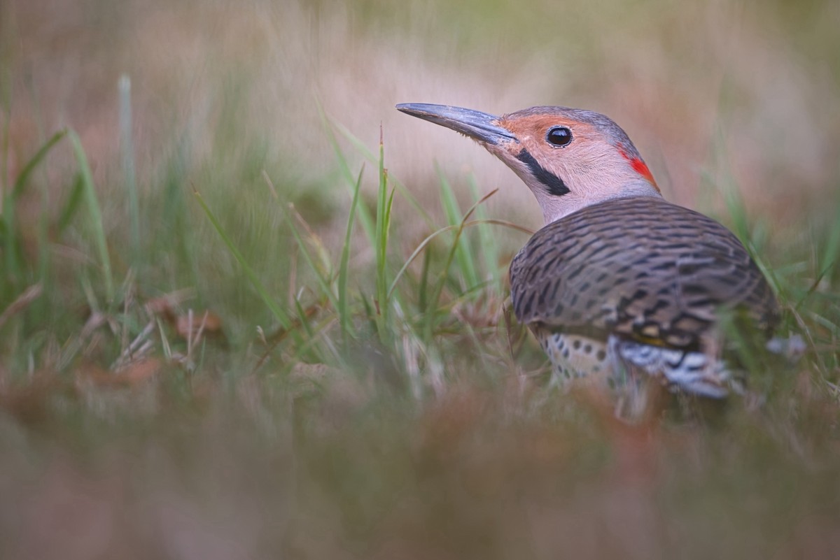 Northern Flicker - ML642987065