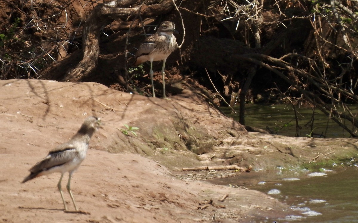 Water Thick-knee - ML642987067