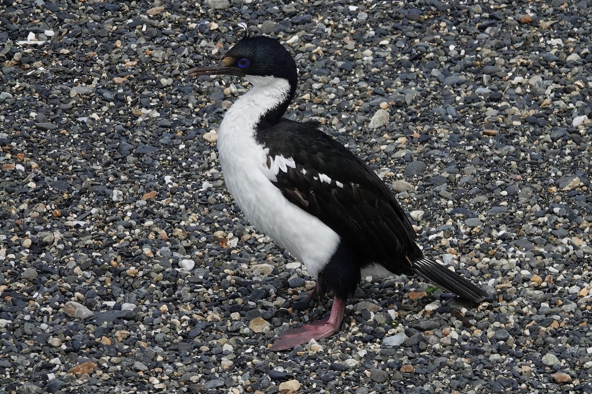 Imperial Cormorant - ML642987077