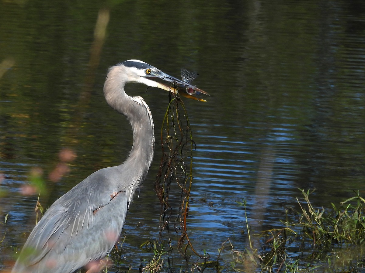 Great Blue Heron - ML642987080
