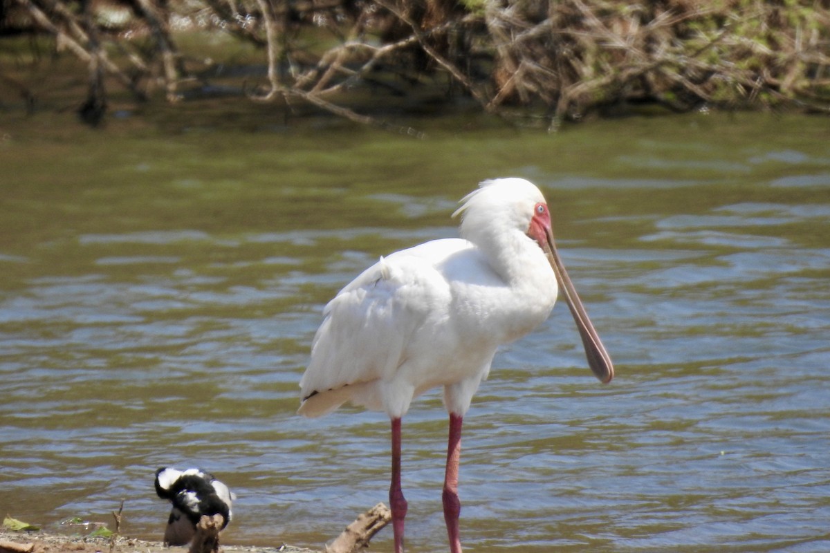 African Spoonbill - ML642987087