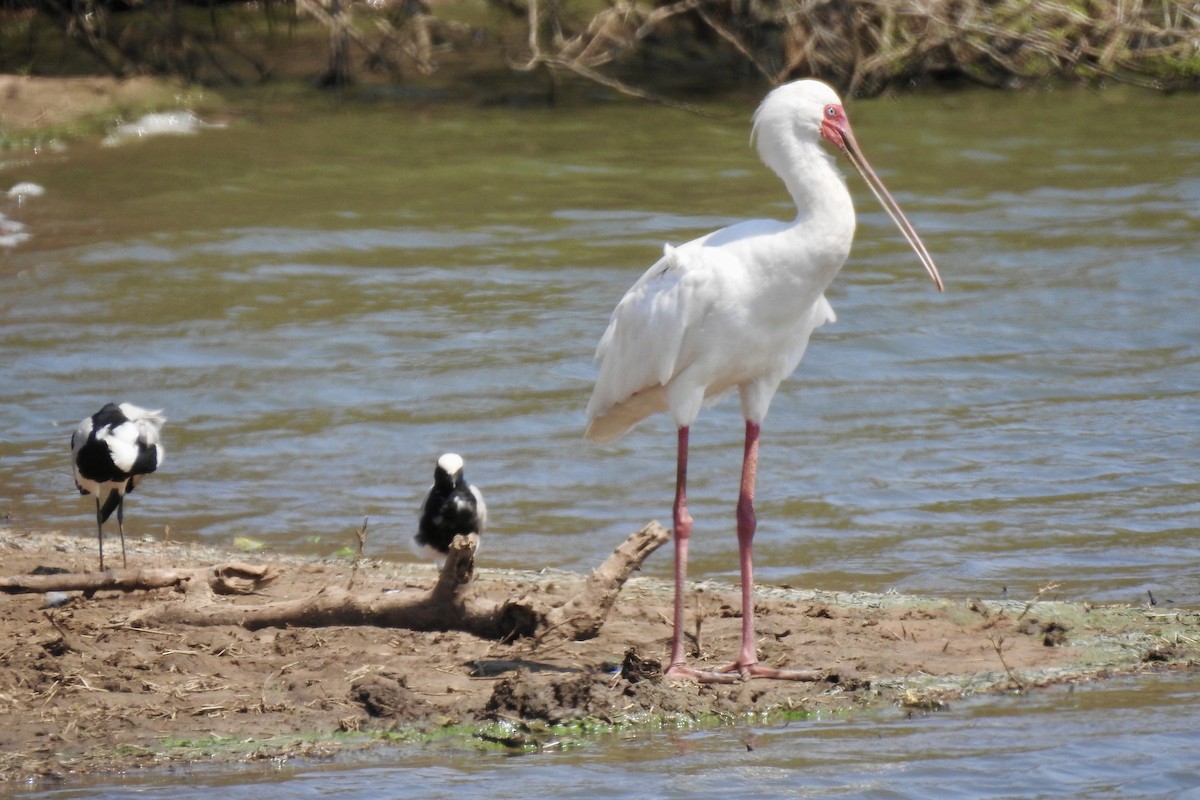 African Spoonbill - ML642987088