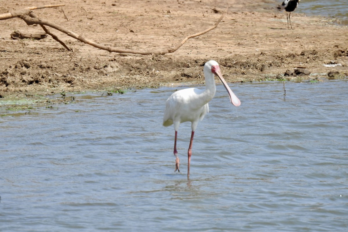 African Spoonbill - ML642987089
